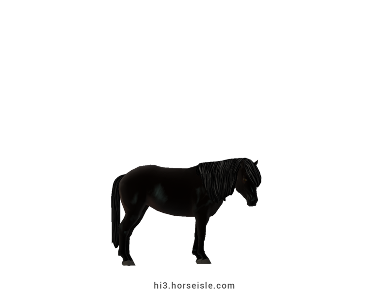 Carneddau Pony Ebony Black Coat